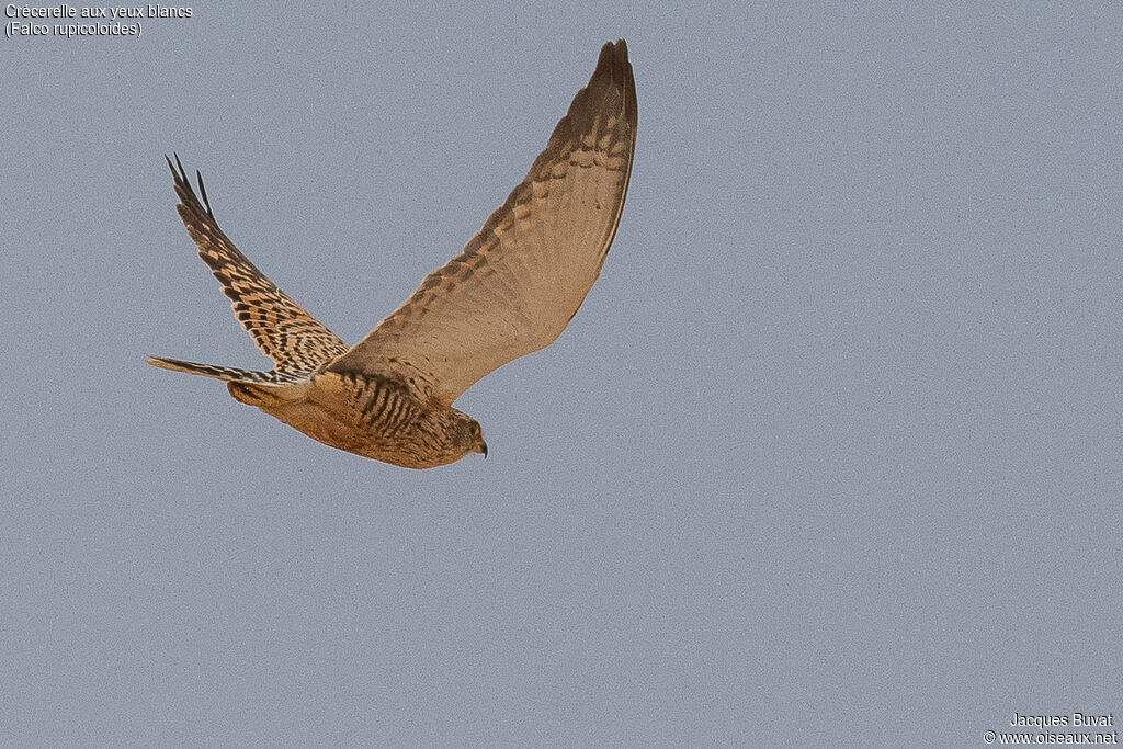 Crécerelle aux yeux blancsimmature