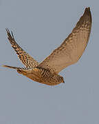 Greater Kestrel