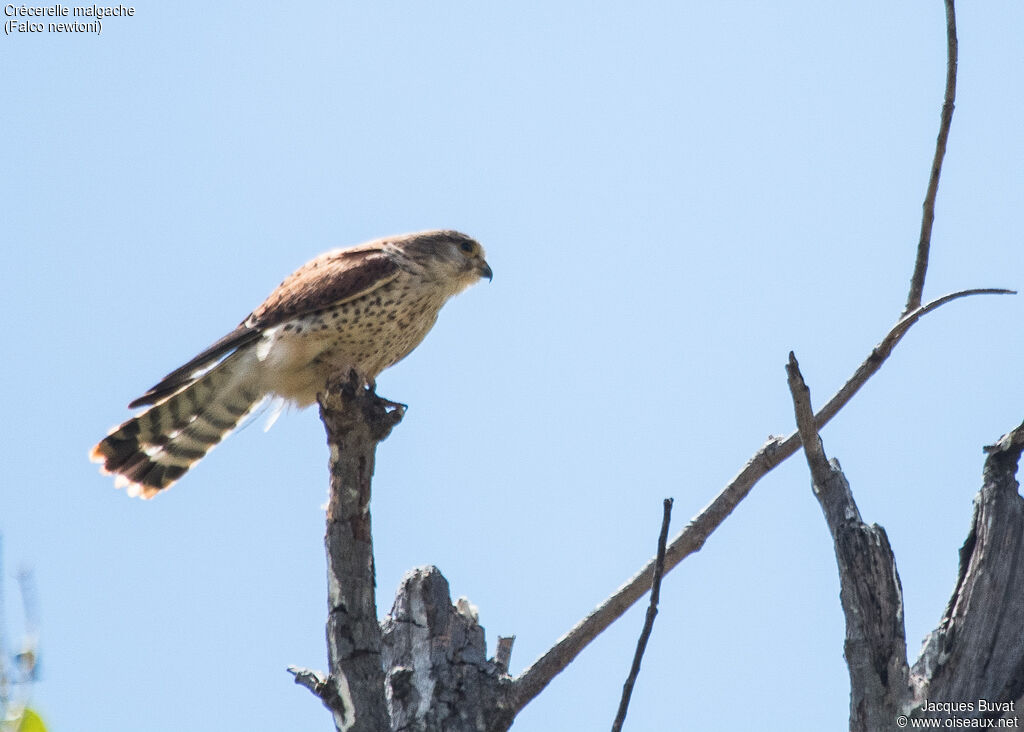 Malagasy Kestrel female adult