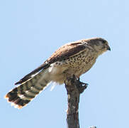 Malagasy Kestrel