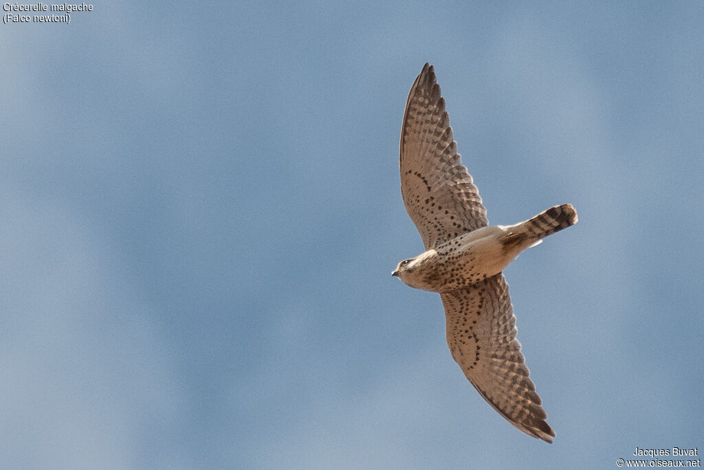 Malagasy Kestrel male adult