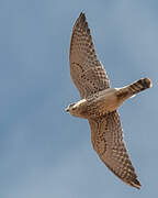 Malagasy Kestrel