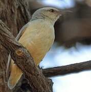 Long-billed Crombec