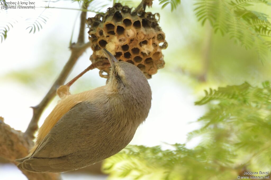 Long-billed Crombecadult