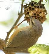 Long-billed Crombec