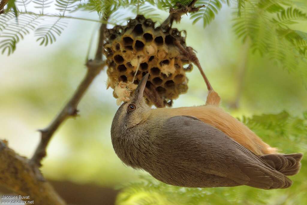 Long-billed Crombecadult, eats, Behaviour