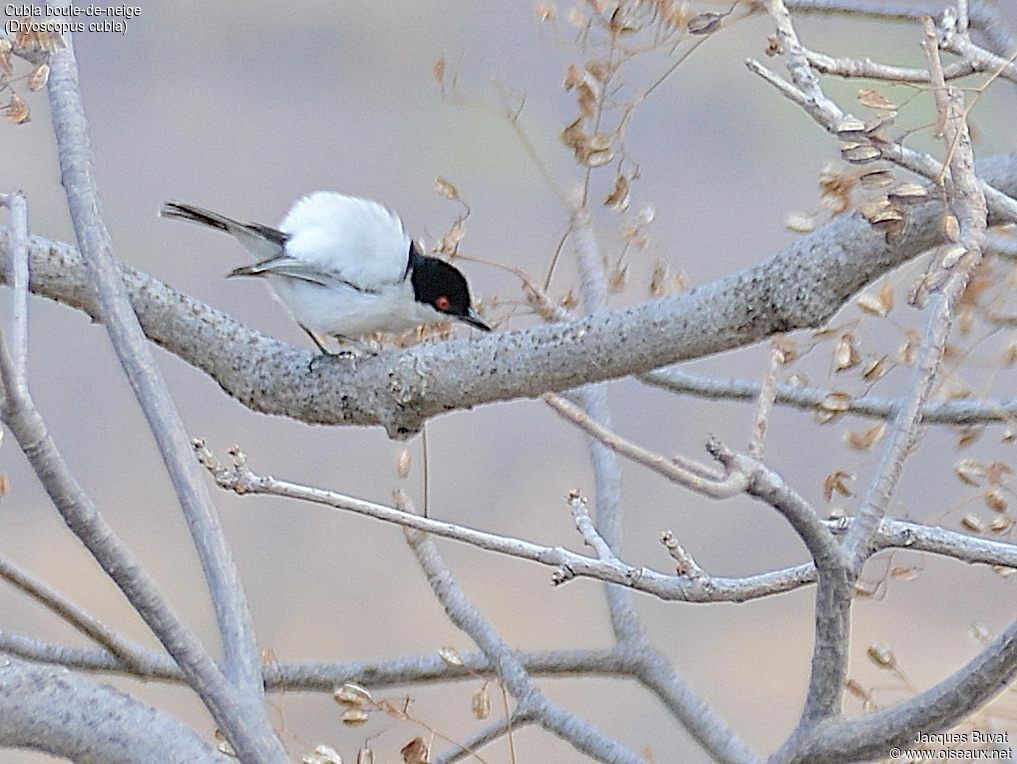 Black-backed Puffback male adult breeding