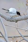 Black-backed Puffback