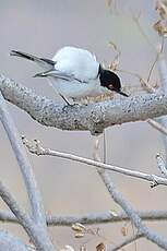 Cubla boule-de-neige