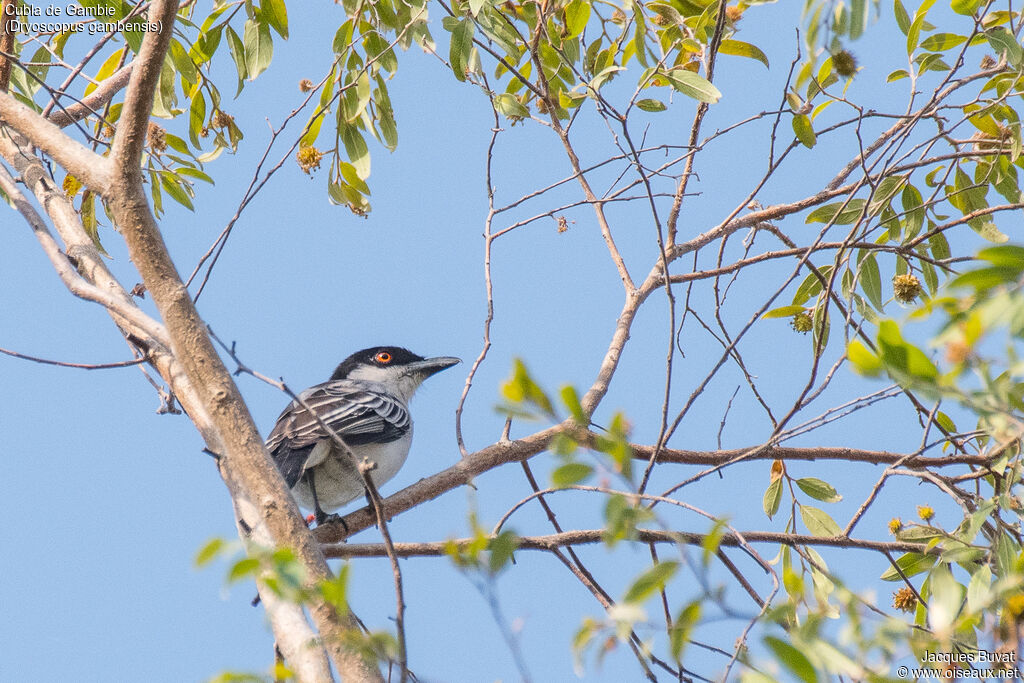 Northern Puffback male adult