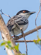 Northern Puffback