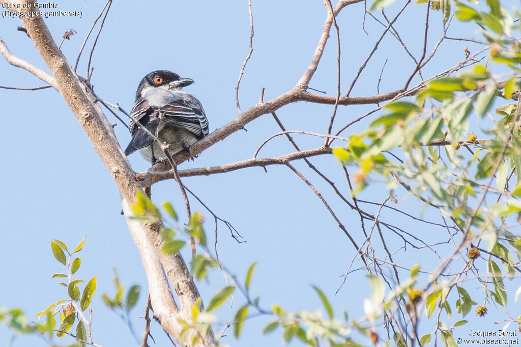 Northern Puffbackadult