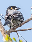 Northern Puffback