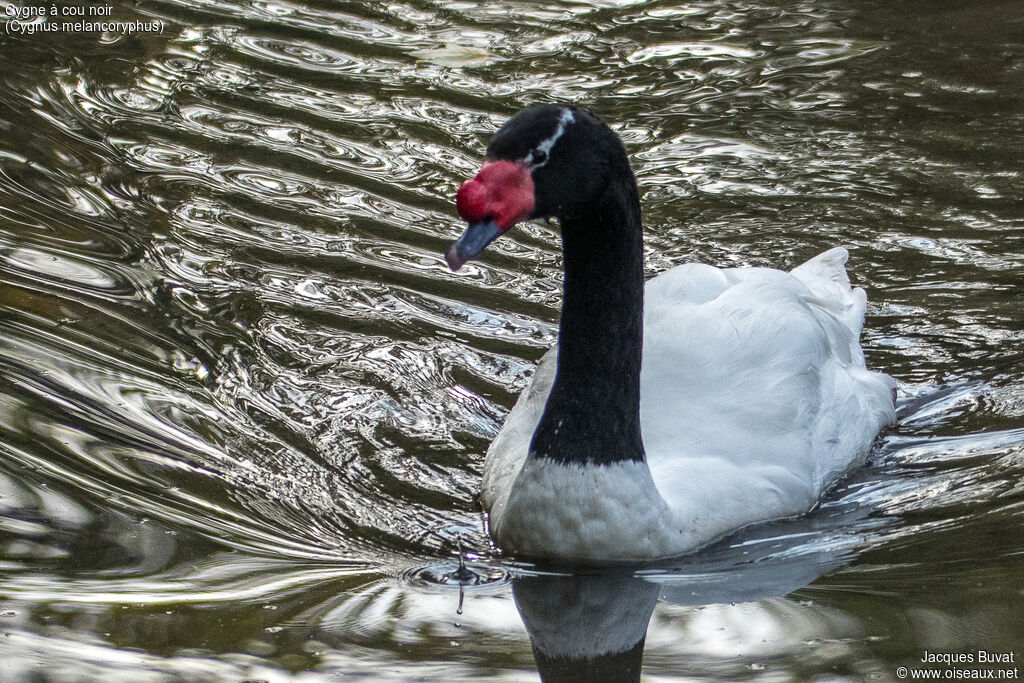 Cygne à cou noiradulte nuptial, portrait, composition, pigmentation, nage