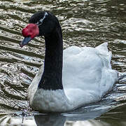 Black-necked Swan