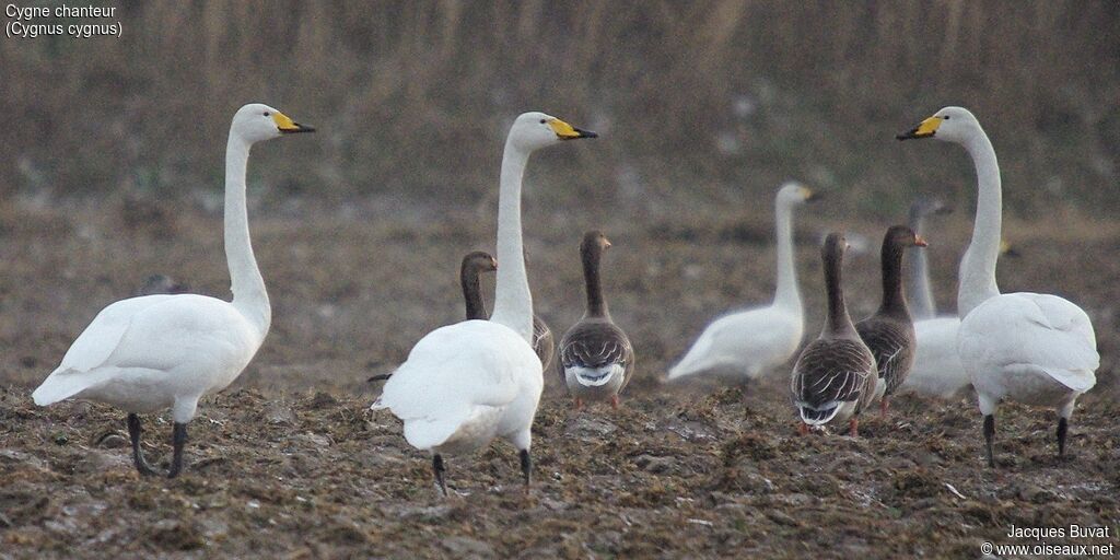 Cygne chanteuradulte, composition, pigmentation