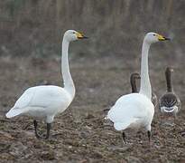 Whooper Swan