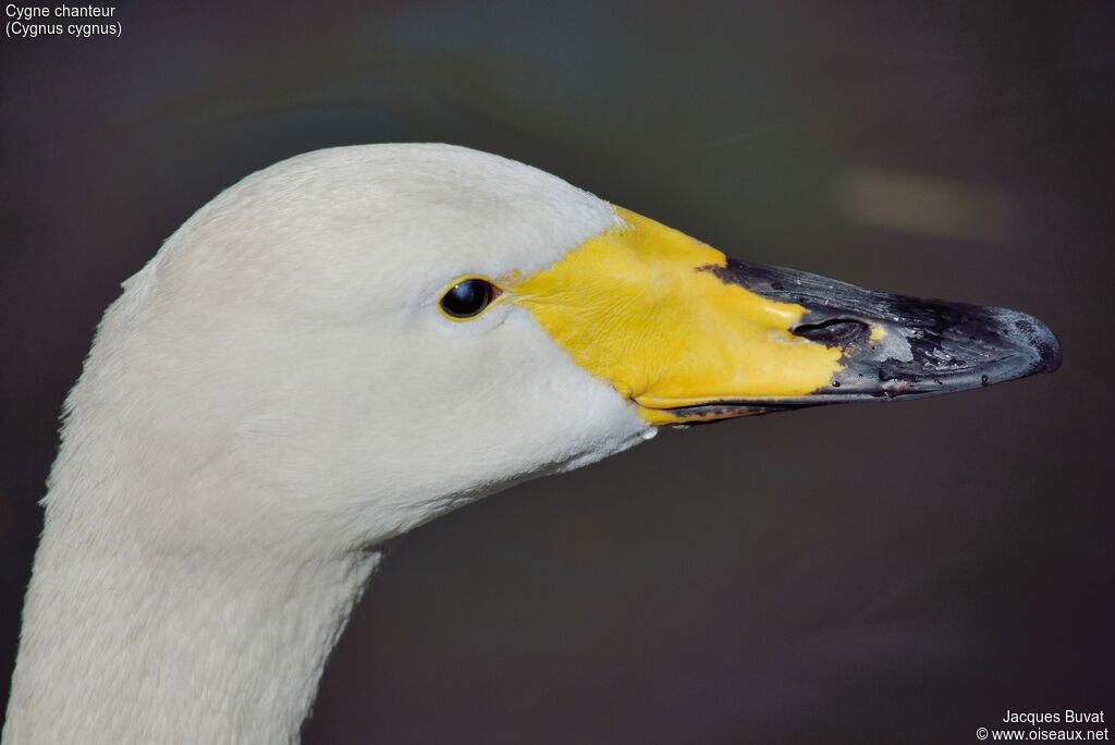 Cygne chanteuradulte nuptial, portrait, pigmentation