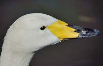 Cygne chanteur