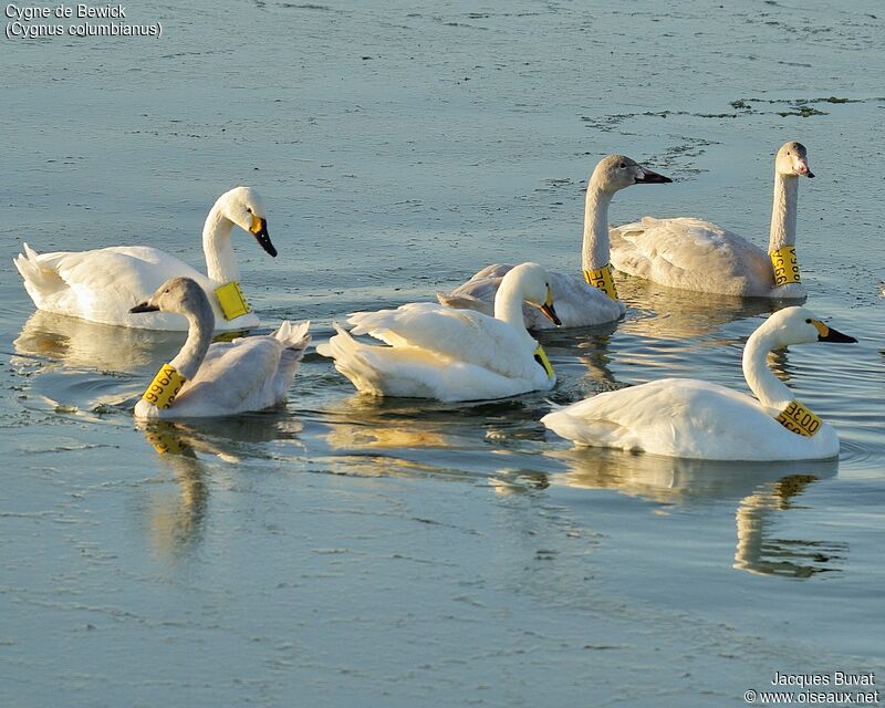 Tundra Swan, aspect, pigmentation, swimming