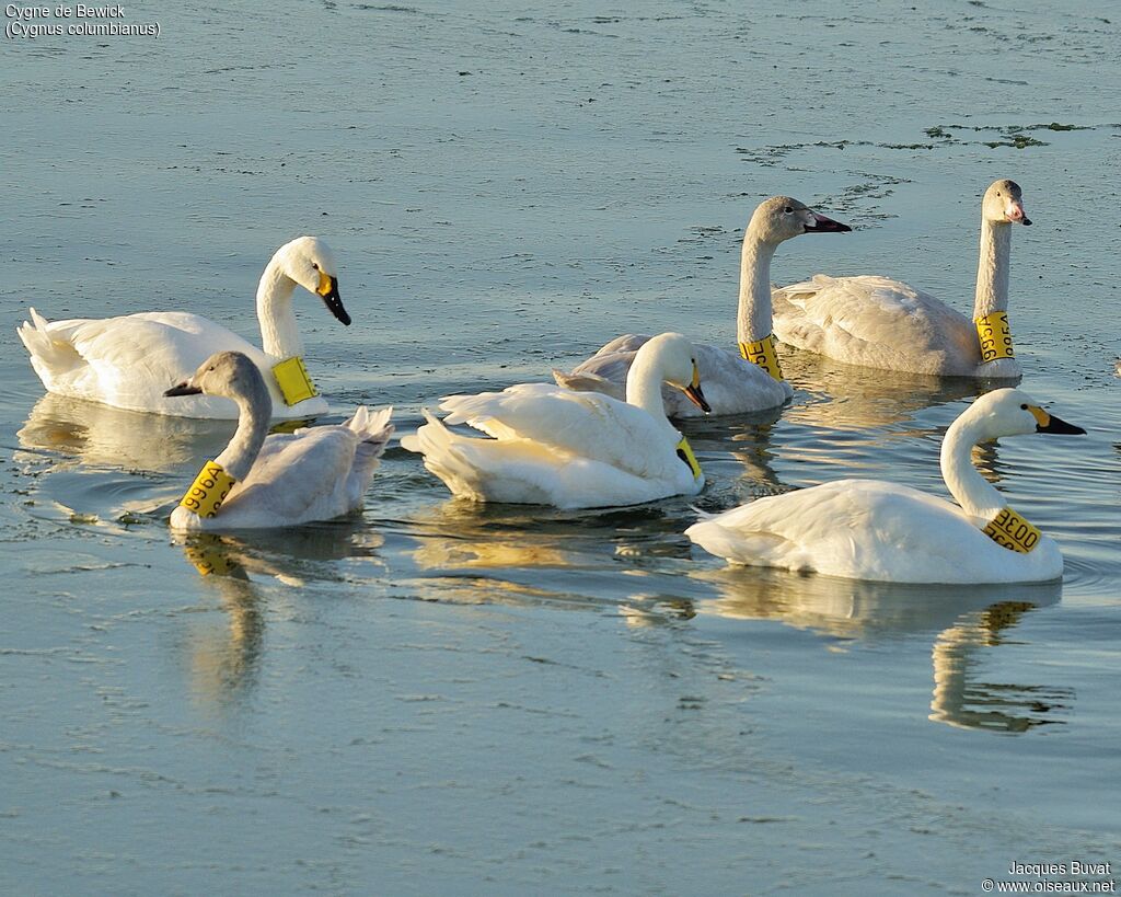 Cygne de Bewick, composition, pigmentation, nage