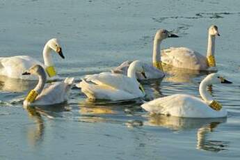 Cygne de Bewick