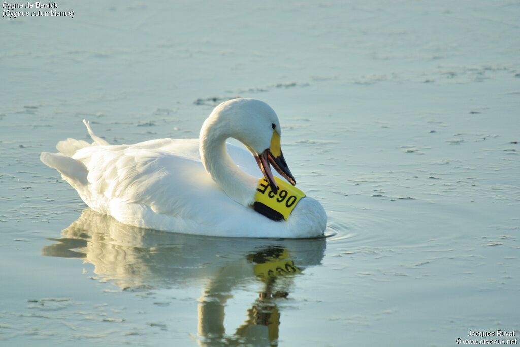 Tundra Swanadult, identification, aspect, pigmentation, swimming, Behaviour