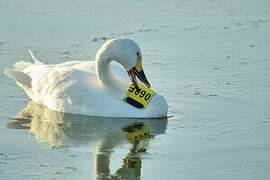 Cygne de Bewick