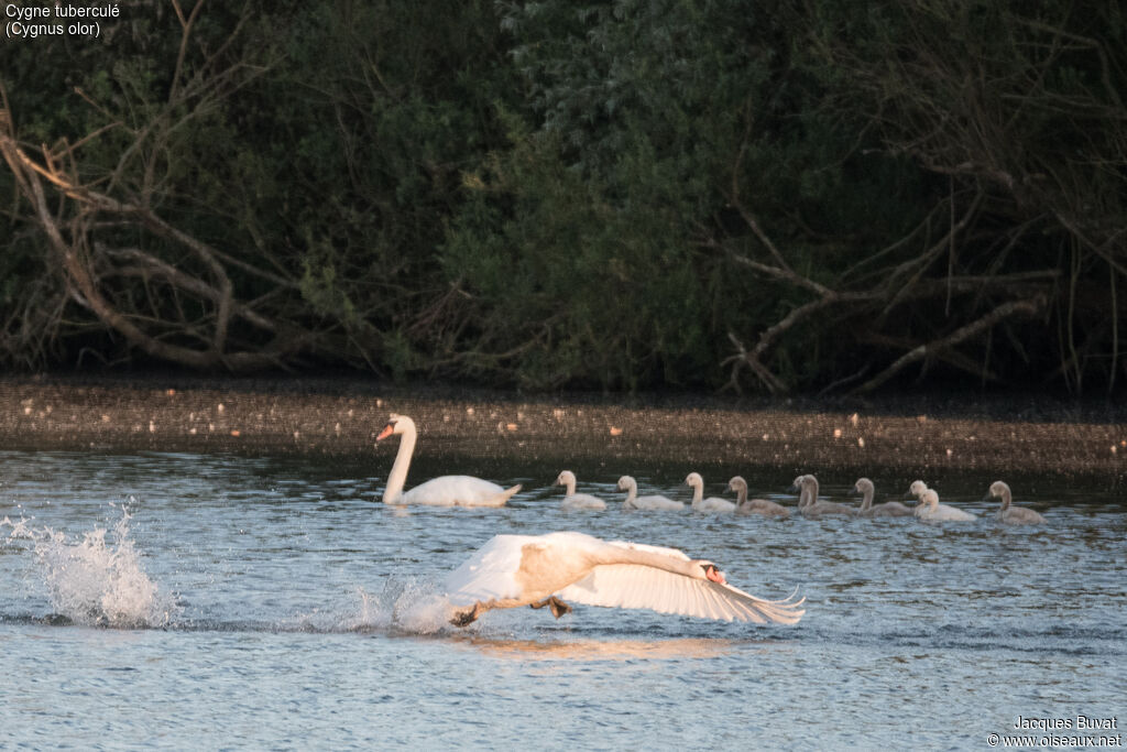 Cygne tuberculé, Vol, Nidification, Comportement