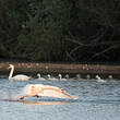 Cygne tuberculé