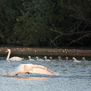 Cygne tuberculé