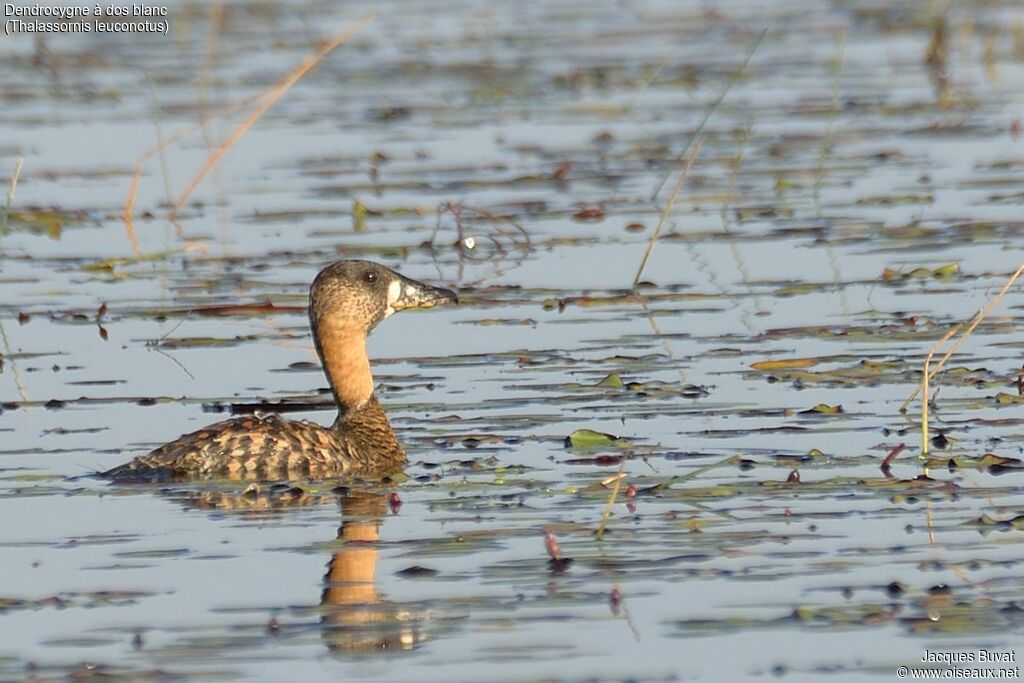 White-backed Duck