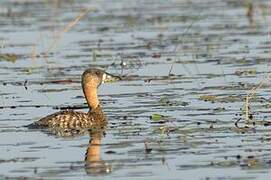 White-backed Duck