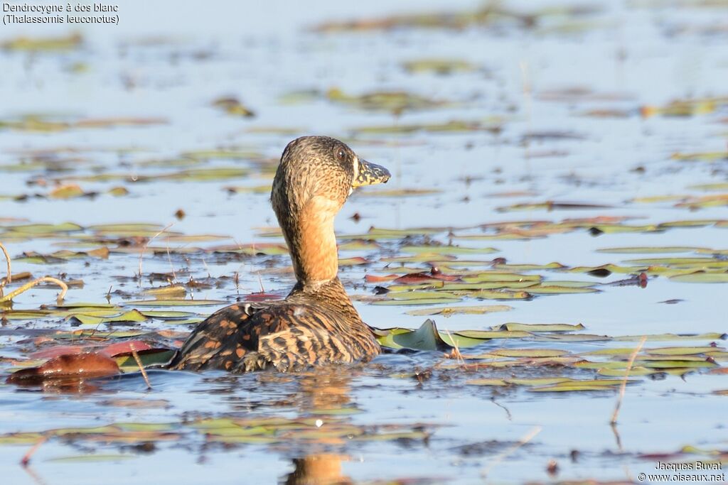 Dendrocygne à dos blancadulte