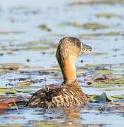 White-backed Duck