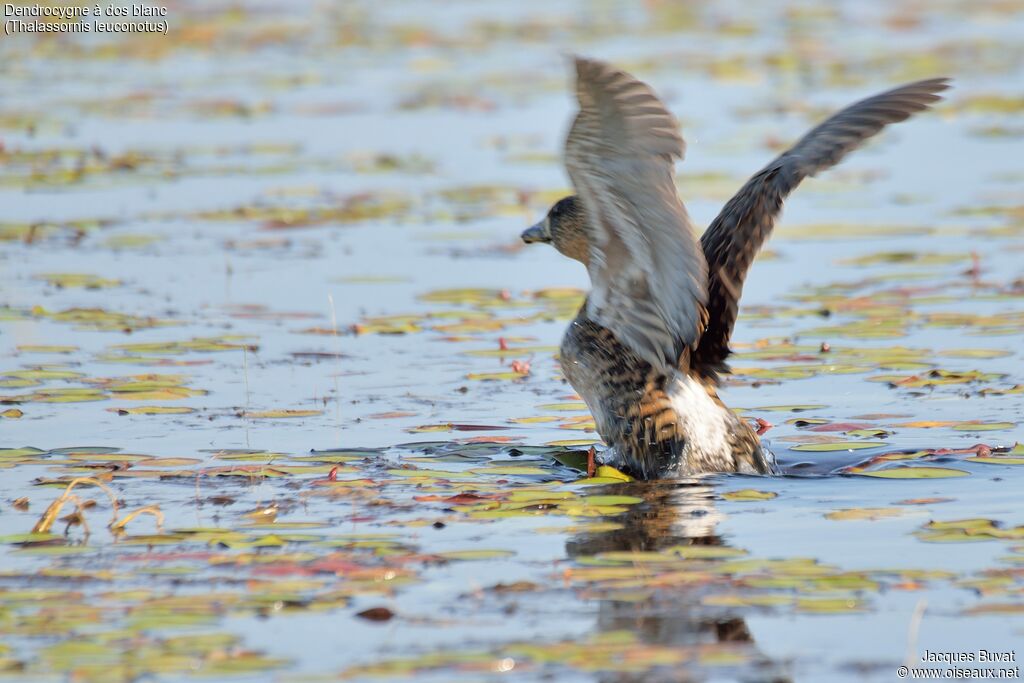 Dendrocygne à dos blancadulte