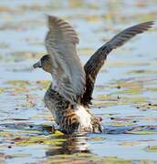 White-backed Duck