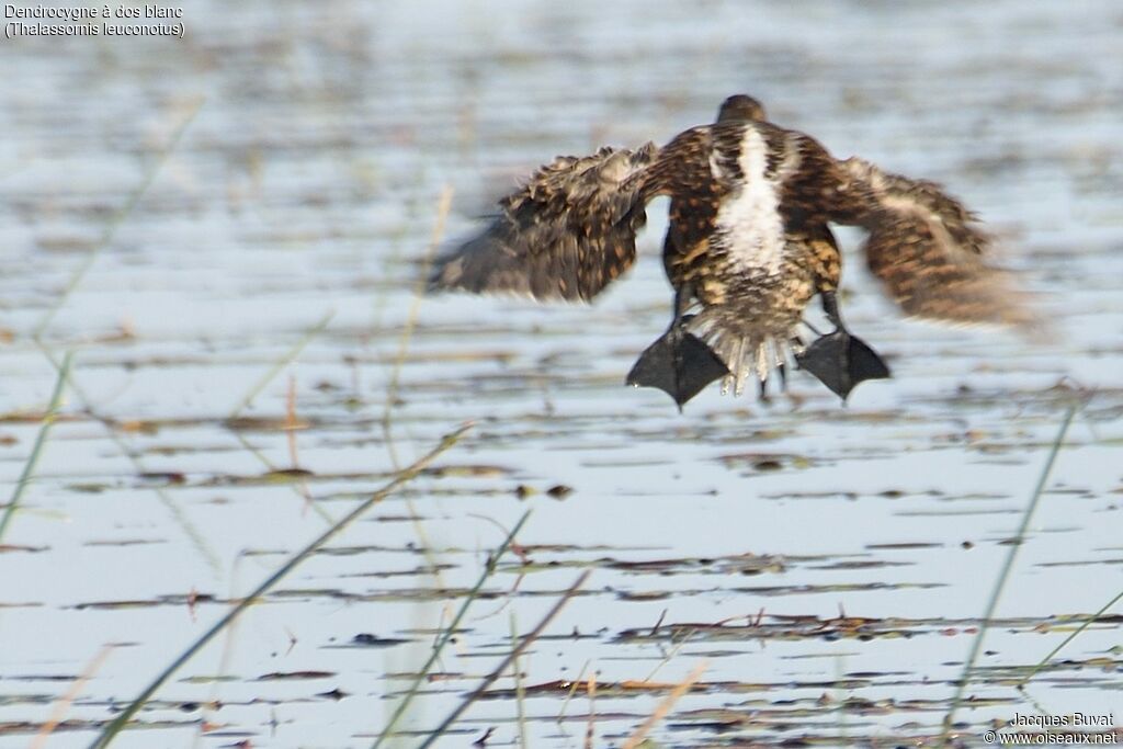 Dendrocygne à dos blancadulte