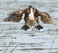 White-backed Duck