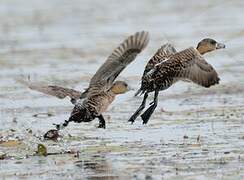 White-backed Duck