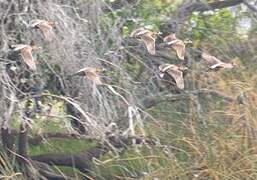 White-backed Duck