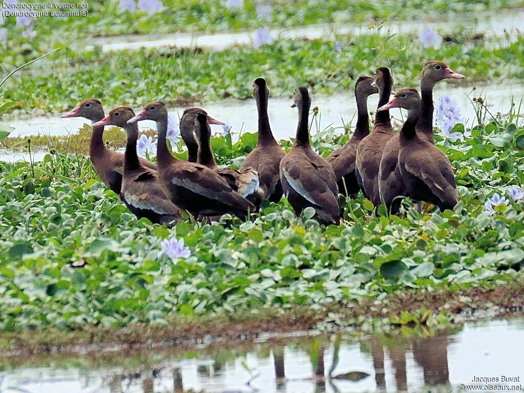 Dendrocygne à ventre noiradulte nuptial, composition, pigmentation