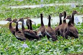 Black-bellied Whistling Duck