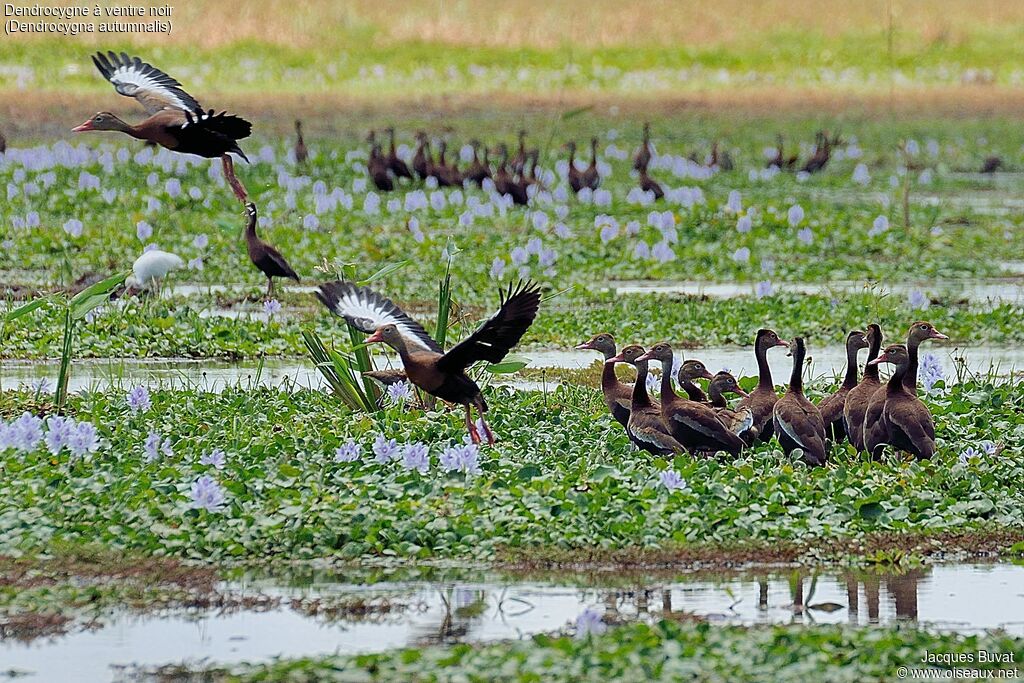 Black-bellied Whistling Duckadult breeding, aspect, pigmentation, Flight