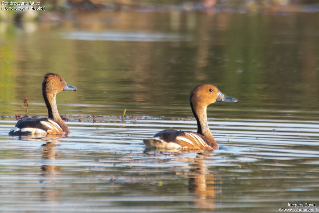 Dendrocygne fauveadulte, identification, habitat, composition, pigmentation, nage