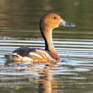 Dendrocygne fauve