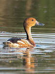 Dendrocygne fauve