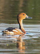 Fulvous Whistling Duck