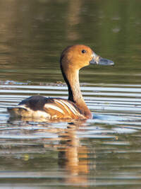 Dendrocygne fauve