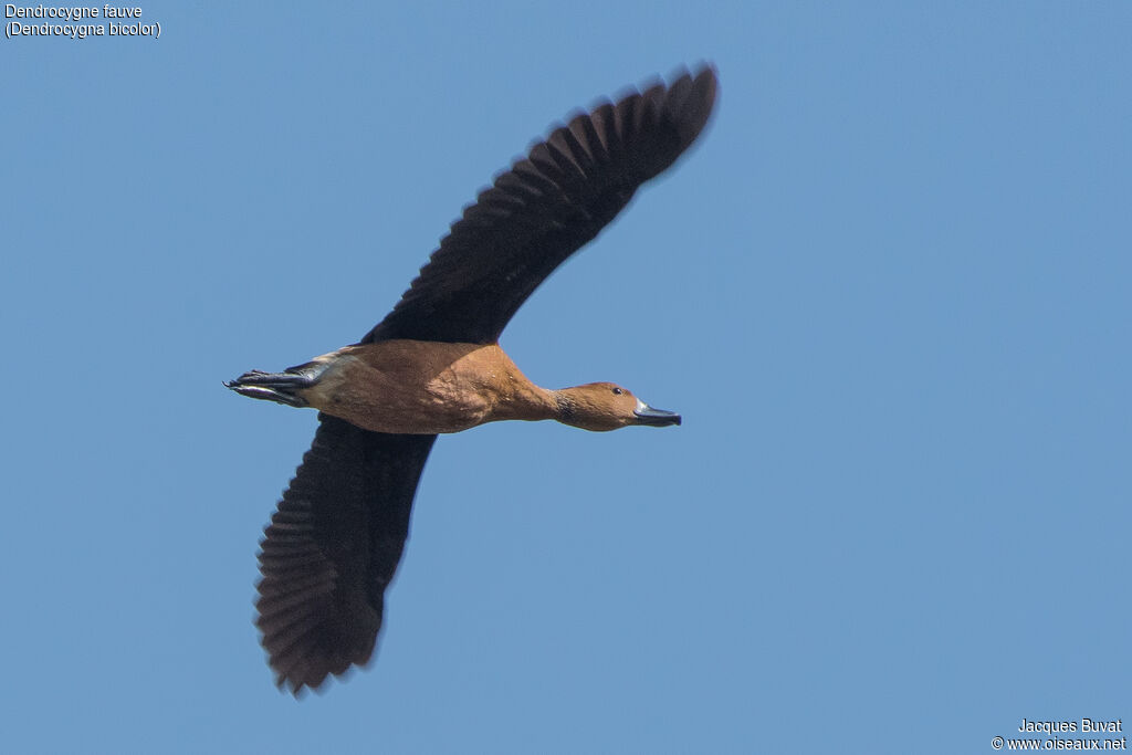 Fulvous Whistling Duck, identification, aspect, pigmentation, Flight